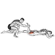 assisted prone hamstring animación