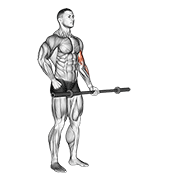 barbell alternate biceps curl animación