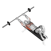 barbell pullover animación