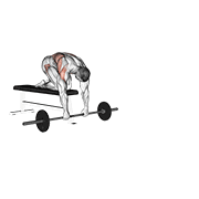 barbell rollerout from bench animación