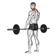barbell shrug animación