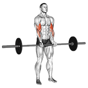 barbell standing close grip curl animación