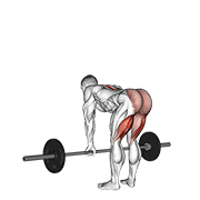 barbell straight leg deadlift animación