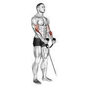 cable hammer curl (with rope) animación