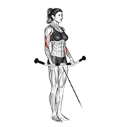 cable reverse curl animación