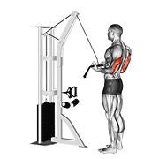 cable reverse-grip pushdown animación