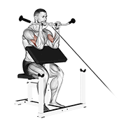 cable reverse preacher curl animación