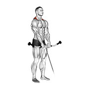 cable shrug animación