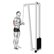 cable triceps pushdown (v-bar) animación