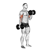 dumbbell alternate biceps curl animación