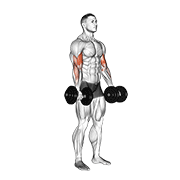 dumbbell biceps curl animación