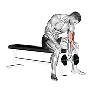 dumbbell concentration curl animación