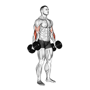dumbbell hammer curl v. 2 animación