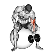 dumbbell one arm concentration curl (on stability ball) animación