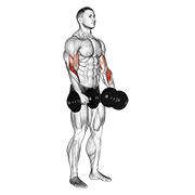 dumbbell revers grip biceps curl animación