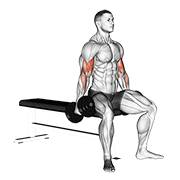 dumbbell seated curl animación