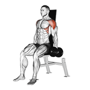 dumbbell seated lateral raise v. 2 animación