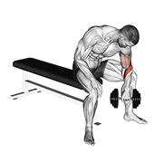 dumbbell seated revers grip concentration curl animación