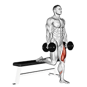 dumbbell single leg split squat animación