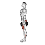 dumbbell squat animación