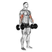 dumbbell standing biceps curl animación