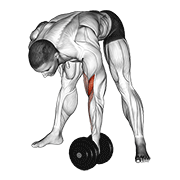 dumbbell standing concentration curl animación