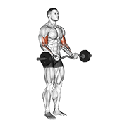 ez barbell curl animación