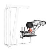 inverse leg curl (bench support) animación