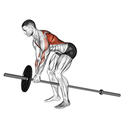 lever bent over row animación