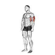 overhead triceps stretch animación