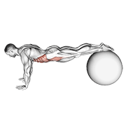 pull-in (on stability ball) animación