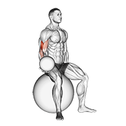 weighted seated bicep curl (on stability ball) animación