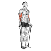band alternating biceps curl animación