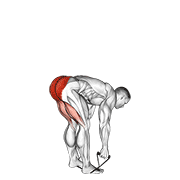band stiff leg deadlift animación