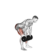 dumbbell romanian deadlift animación