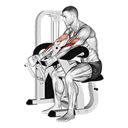 lever hammer grip preacher curl animación