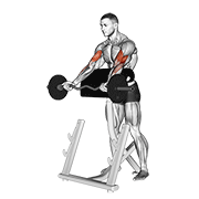 ez barbell spider curl animación