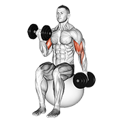 dumbbell alternating seated bicep curl on exercise ball animación