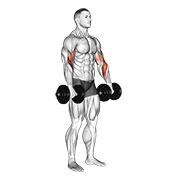 dumbbell biceps curl reverse animación