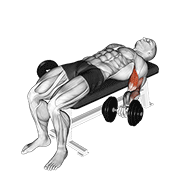 dumbbell lying supine biceps curl animación