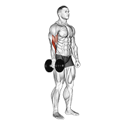 dumbbell one arm standing hammer curl animación