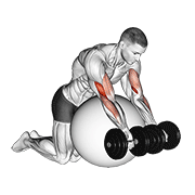 dumbbell preacher curl over exercise ball animación