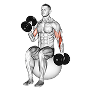 dumbbell seated alternate hammer curl on exercise ball animación