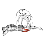 assisted prone lying quads stretch animación