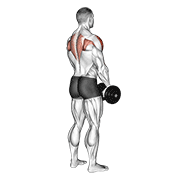 dumbbell upright row (back pov) animación