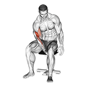biceps leg concentration curl animación