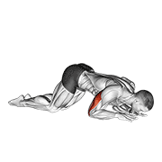 bodyweight kneeling triceps extension animación