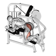 lever hip extension v. 2 animación