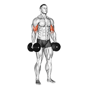 dumbbell standing inner biceps curl v. 2 animación