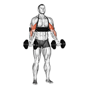 dumbbell biceps curl (with arm blaster) animación